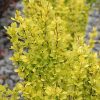 Sunjoy Gold Pillar® Japanese Barberry #2 - Image 2